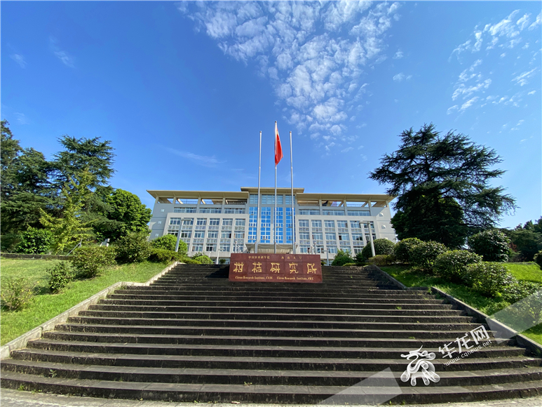 西南大学柑桔研究所 华龙网-新重庆客户端 刘钊 摄