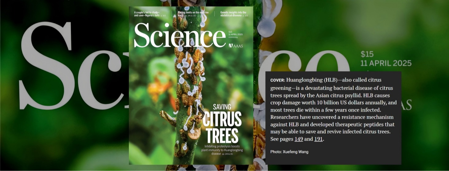 上Science封面！我所科研团队合作解析柑橘黄龙病抗性新机制